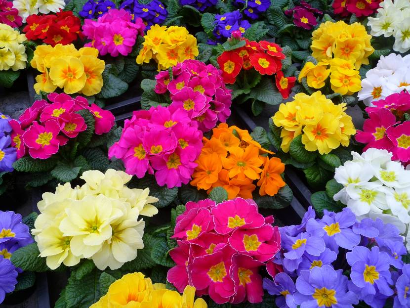 Una primula per la vita Una primula per la vita